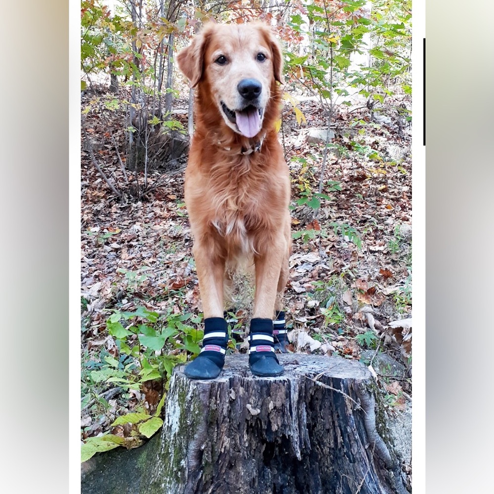 Bark Brite Medium Black Dog Booties